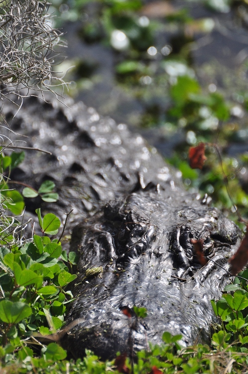 the American alligator
